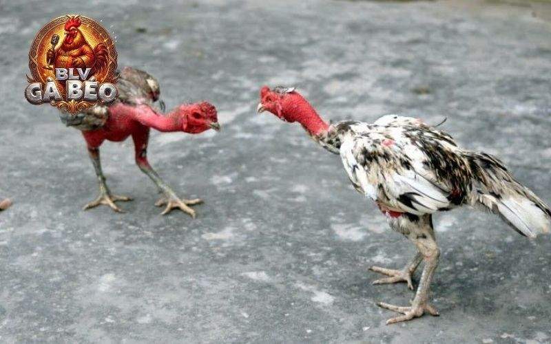 Vần gà chọi từ 3 đến 6 tháng tuổi