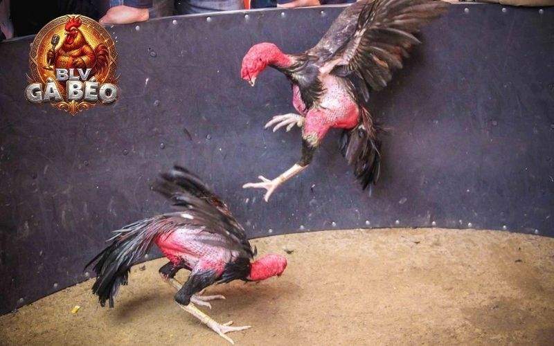 Vần gà chọi từ 6 đến 12 tháng tuổi