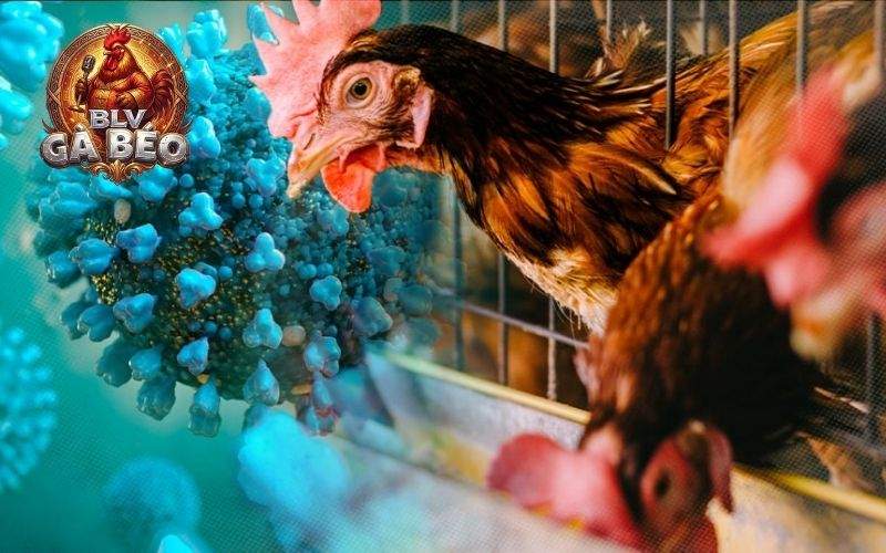Bệnh cúm gia cầm là bệnh truyền nhiễm do virus A thuộc họ Orthomyxoviridae
