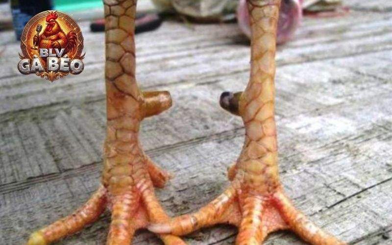 Gà có vảy liên giáp thường có cơ bắp săn chắc và lối đi oai vệ