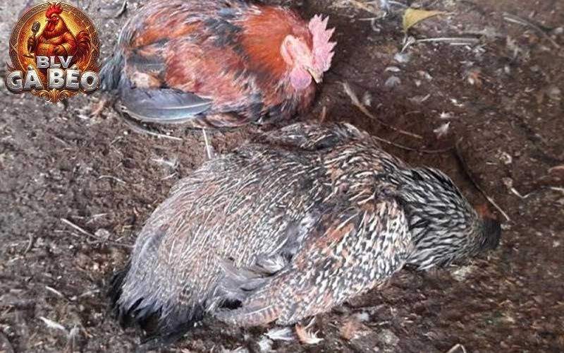 Môi trường chăn nuôi kém vệ sinh