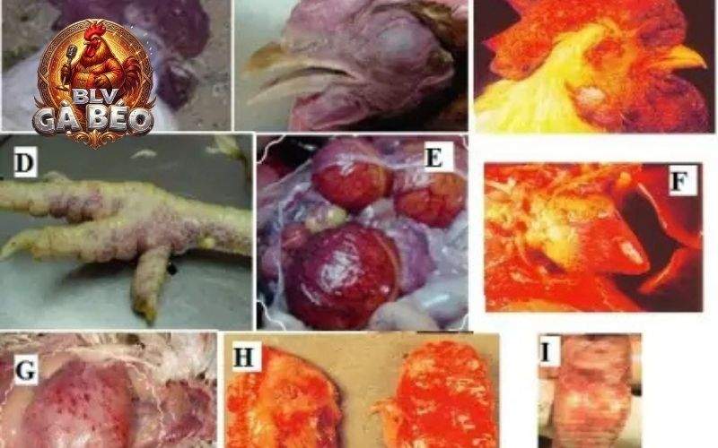 Tiêu chảy, xù lông, chảy nước mũi, ho hoặc hắt hơi
