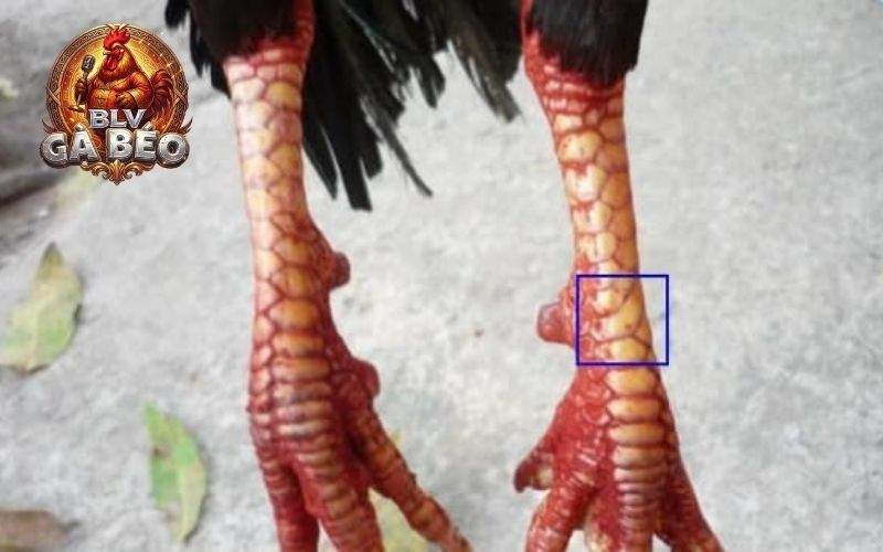 Vảy liên giáp gồm có 2 đến 3 vảy nhỏ liền kề nhau