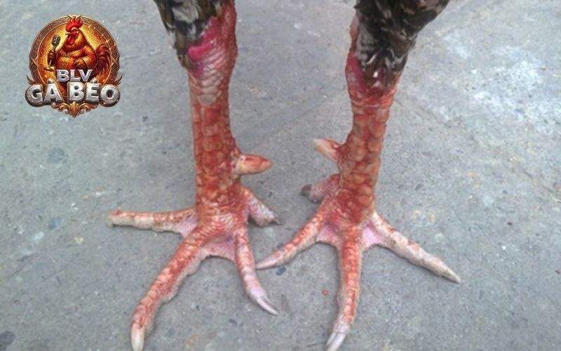 Vảy liên giáp hậu