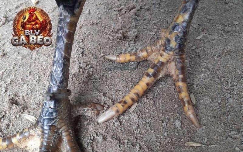 Vảy liên giáp nội