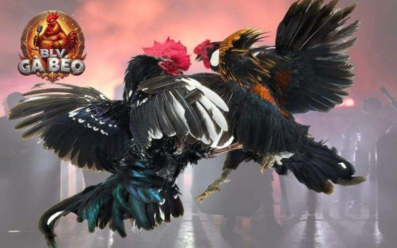 Các trận đấu tại đá gà SV388 được phát sóng trực tiếp mượt mà