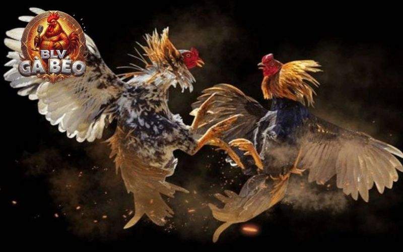 Tại đá gà SV388 có phát lại toàn bộ các trận đấu