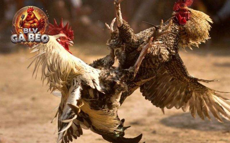 Người chơi có thể đặt cược ở bất kỳ đâu khi tham gia tại đá gà ALO789