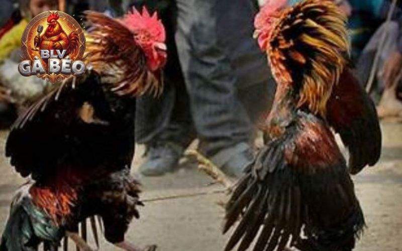 Đá gà ALO789 phát sóng trực tiếp đá gà với hình ảnh sắc nét