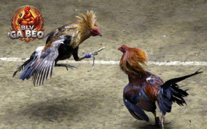 Trực Tiếp Đá Gà Phát sóng trận đấu với hình ảnh sắc nét Trực Tiếp Đá Gà Phát sóng trận đấu với hình ảnh sắc nét