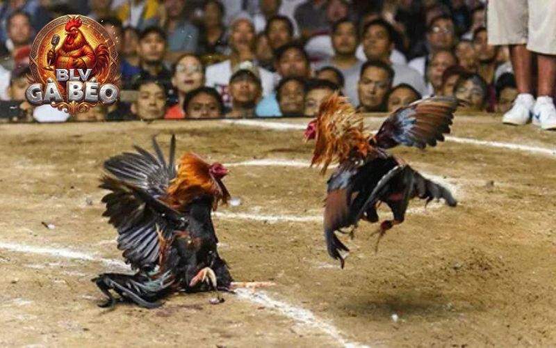 Video được tùy chỉnh phù hợp với mạng của người xem Video được tùy chỉnh phù hợp với mạng của người xem