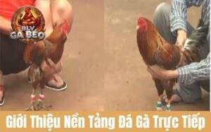 Giới Thiệu Trực Tiếp Đá Gà
