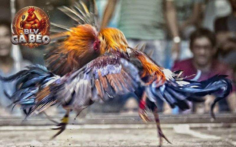 Tại đá gà 8KBET anh em có thể xem trận đấu với hình ảnh 4K