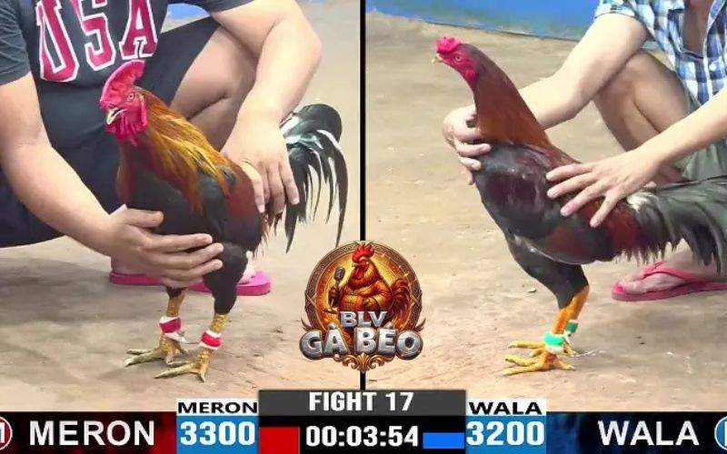 Phát sóng đá gà trực tiếp các trường gà tại Campuchia hàng ngày Phát sóng đá gà trực tiếp các trường gà tại Campuchia hàng ngày