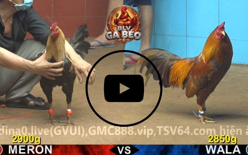 Tổng hợp các trận đấu hay nhất trong ngày Tổng hợp các trận đấu hay nhất trong ngày